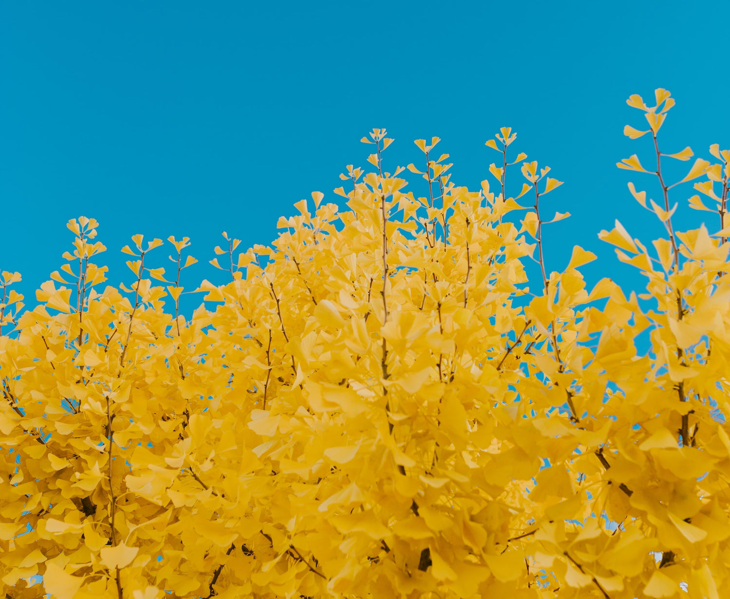 Hawkes Nature: Gingko